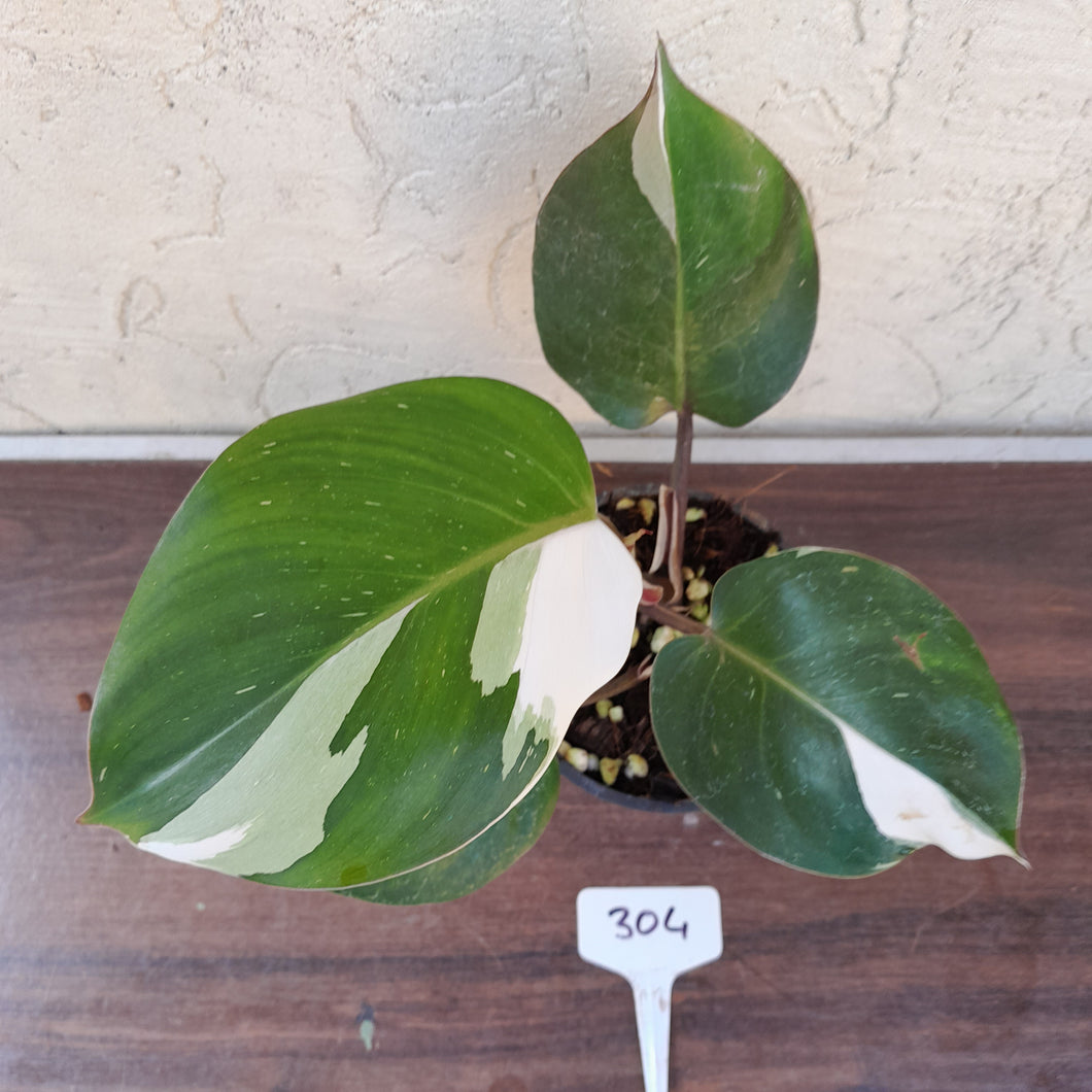 #304 Philodendron White Knight