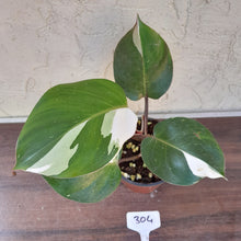 Load image into Gallery viewer, #304 Philodendron White Knight