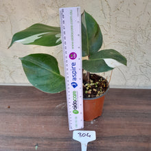 Load image into Gallery viewer, #304 Philodendron White Knight