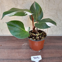 Load image into Gallery viewer, #304 Philodendron White Knight