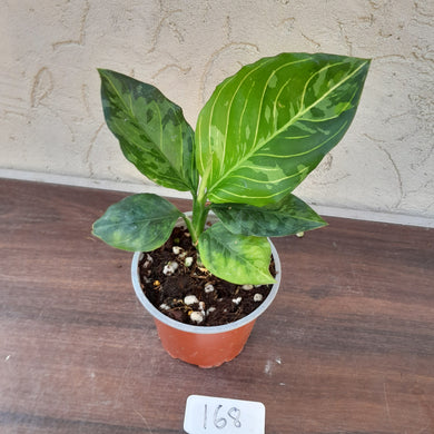 #168 Aglaonema Rotundum x Tricolor