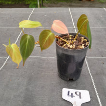 Load image into Gallery viewer, #49 Variegated Philodendron Hederaceum var. Hederaceum (Micans)