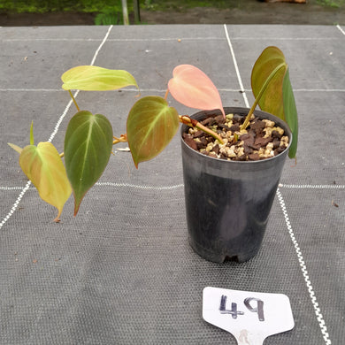 #49 Variegated Philodendron Hederaceum var. Hederaceum (Micans)