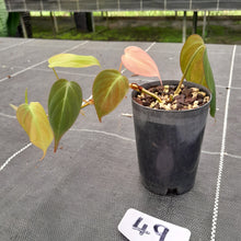 Load image into Gallery viewer, #49 Variegated Philodendron Hederaceum var. Hederaceum (Micans)