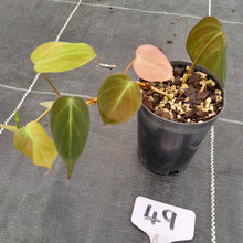 Load image into Gallery viewer, #49 Variegated Philodendron Hederaceum var. Hederaceum (Micans)