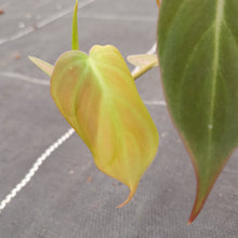 Load image into Gallery viewer, #49 Variegated Philodendron Hederaceum var. Hederaceum (Micans)