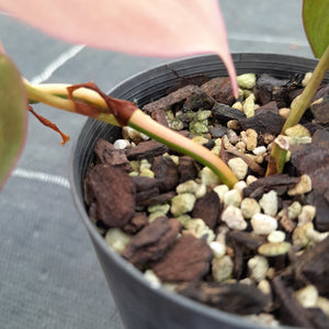 #49 Variegated Philodendron Hederaceum var. Hederaceum (Micans)