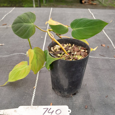 #740 Variegated Philodendron Hederaceum var. Hederaceum (Micans)