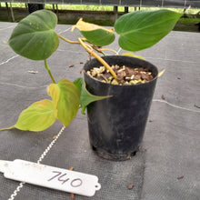 Load image into Gallery viewer, #740 Variegated Philodendron Hederaceum var. Hederaceum (Micans)