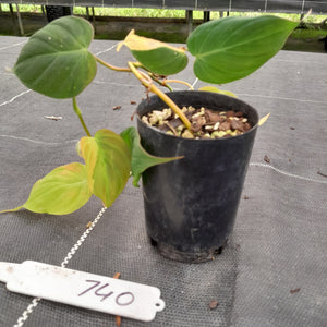 #740 Variegated Philodendron Hederaceum var. Hederaceum (Micans)