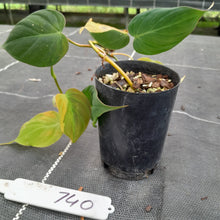 Load image into Gallery viewer, #740 Variegated Philodendron Hederaceum var. Hederaceum (Micans)