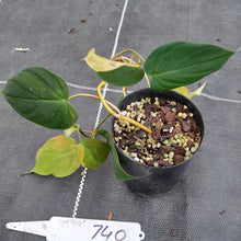 Load image into Gallery viewer, #740 Variegated Philodendron Hederaceum var. Hederaceum (Micans)