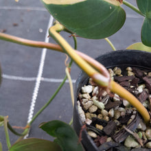 Load image into Gallery viewer, #740 Variegated Philodendron Hederaceum var. Hederaceum (Micans)