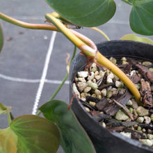 Load image into Gallery viewer, #740 Variegated Philodendron Hederaceum var. Hederaceum (Micans)