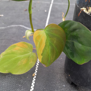 #740 Variegated Philodendron Hederaceum var. Hederaceum (Micans)