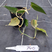 Load image into Gallery viewer, #740 Variegated Philodendron Hederaceum var. Hederaceum (Micans)