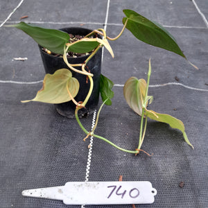 #740 Variegated Philodendron Hederaceum var. Hederaceum (Micans)