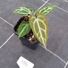Load image into Gallery viewer, #104 Anthurium Crystallinum x