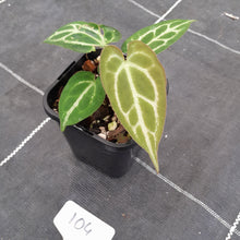 Load image into Gallery viewer, #104 Anthurium Crystallinum x