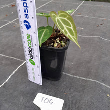 Load image into Gallery viewer, #104 Anthurium Crystallinum x