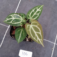 Load image into Gallery viewer, #104 Anthurium Crystallinum x