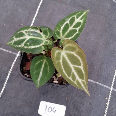 #104 Anthurium Crystallinum x