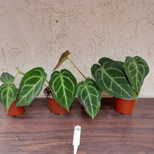 Load image into Gallery viewer, #100 Anthurium Forgetii x Pack