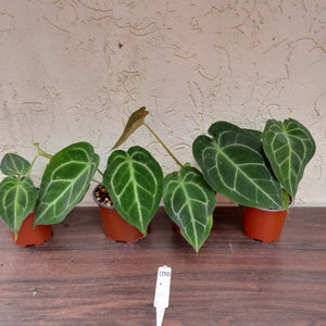 #100 Anthurium Forgetii x Pack