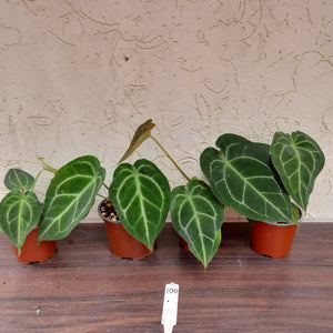 #100 Anthurium Forgetii x Pack