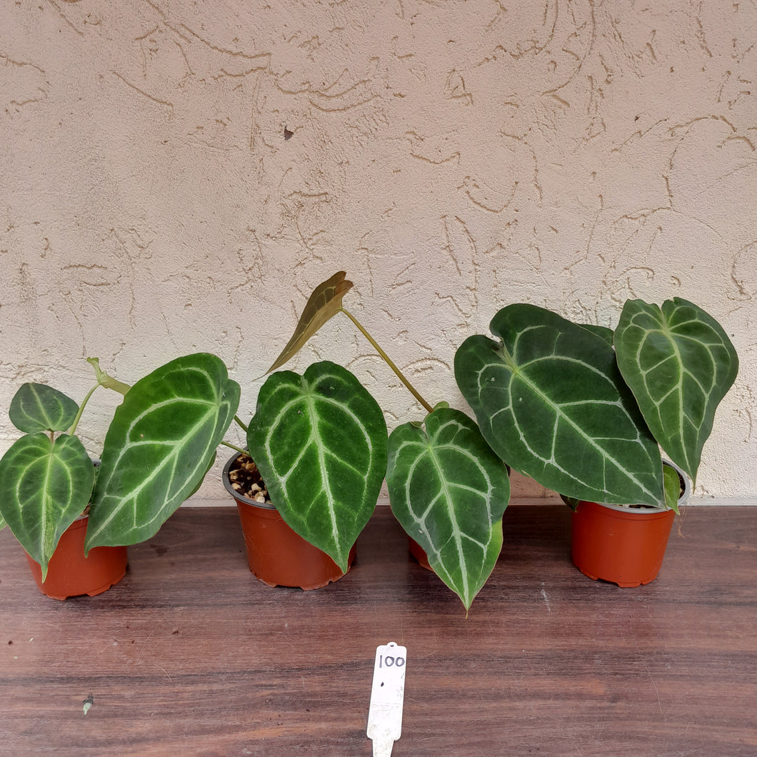 #100 Anthurium Forgetii x Pack