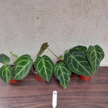 Load image into Gallery viewer, #100 Anthurium Forgetii x Pack