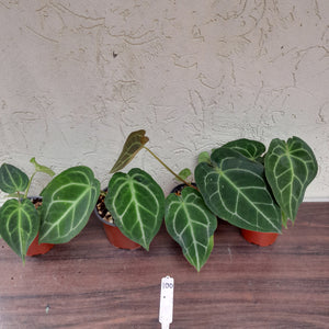 #100 Anthurium Forgetii x Pack