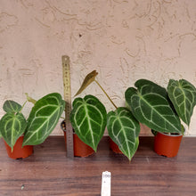 Load image into Gallery viewer, #100 Anthurium Forgetii x Pack