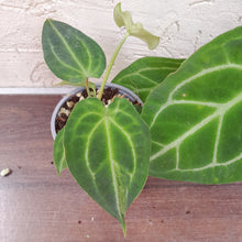 Load image into Gallery viewer, #100 Anthurium Forgetii x Pack