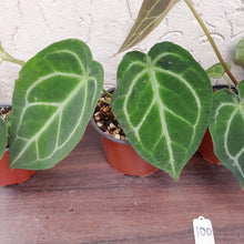 Load image into Gallery viewer, #100 Anthurium Forgetii x Pack