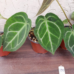 #100 Anthurium Forgetii x Pack