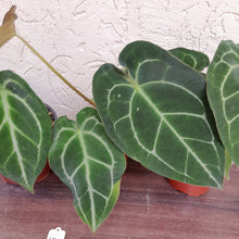 Load image into Gallery viewer, #100 Anthurium Forgetii x Pack
