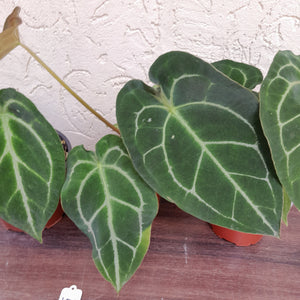 #100 Anthurium Forgetii x Pack