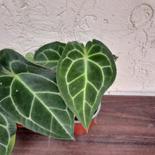 Load image into Gallery viewer, #100 Anthurium Forgetii x Pack