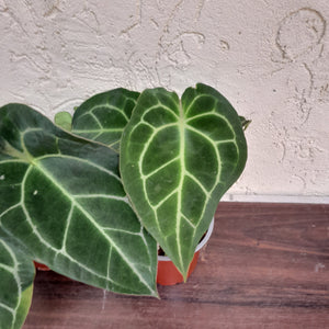 #100 Anthurium Forgetii x Pack