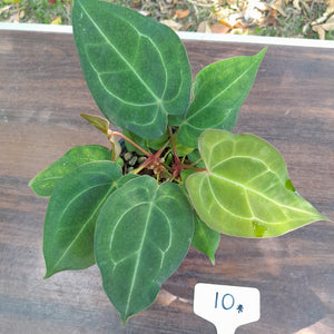 #10 Two x Headed Anthurium Forgetii x