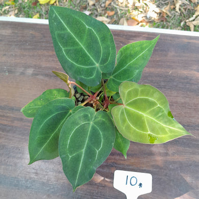 #10 Two x Headed Anthurium Forgetii x