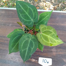 Load image into Gallery viewer, #10 Two x Headed Anthurium Forgetii x