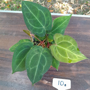 #10 Two x Headed Anthurium Forgetii x