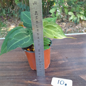 #10 Two x Headed Anthurium Forgetii x