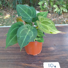 Load image into Gallery viewer, #10 Two x Headed Anthurium Forgetii x