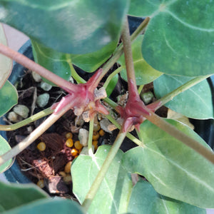 #10 Two x Headed Anthurium Forgetii x
