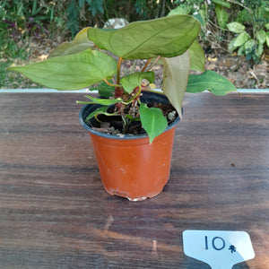 #10 Two x Headed Anthurium Forgetii x