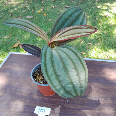 #101 Medinilla Gregori Hambali