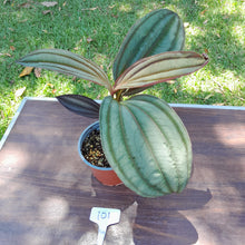 Load image into Gallery viewer, #101 Medinilla Gregori Hambali